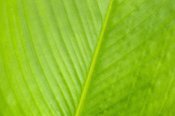 Green leaf textured pattern detail with light behind, Abstract nature background for wallpaper.