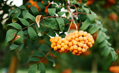 A closeup of yellow Rowan berries and green leaves.