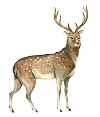 Naklejka na ściany i meble Watercolor illustration isolated on white background. A brown deer stands. Splashes sketch of wild forest north animals
