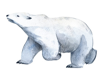 Watercolor illustration. A white polar bear stands. Splashes sketch of wild north animals