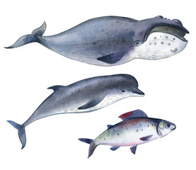 A gray whale and dolphin. Splashes sketch of wild ocean north animals