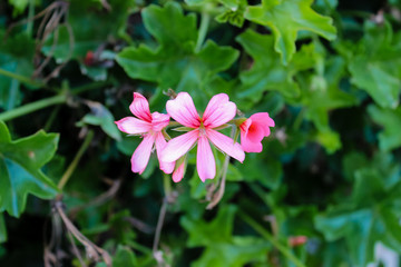 Wonderful pink flower wild in the background blurred green leaves