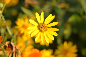 yellow flower in the garden
