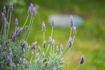 lavender plant in a pot from a garden, lavanda