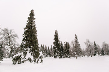 Climbing the mountain Zigalga. Ural Russia.