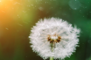 Close up dandelion seeds in the morning sunlight blowing away across a fresh green background. Spring concept