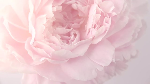 Beautiful pink peony petals on grey background. Blooming peony flower rotation closeup. Beauty spring romantic flower rotated. Top view. 4K UHD video 3840X2160