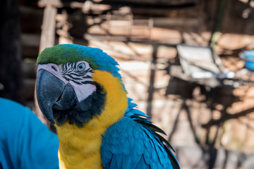 Arara Canindé solta no parque