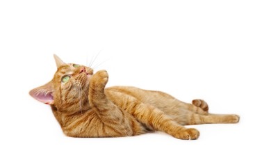 Cute ginger cat lying down. Side view isolated on white with copy space.