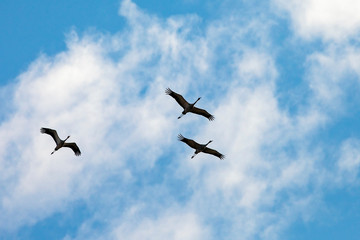 flock of cranes in flight on the background the blue sky with white clouds