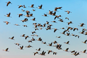 flock of cranes in flight on the background  the sky at sunset, the migration of cranes in flight...