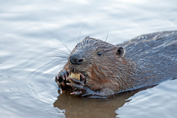 funny brown american beaver (genus castor) sits on the shore of the pond and eats food