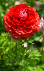 cultivated Buttercups