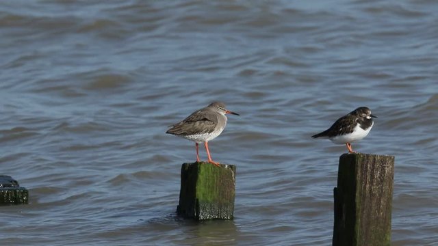 A Redshank (Tringa totanus) and a Turnstone (Arenaria interpres) perched on posts at high tide at the seaside at the Isle of Sheppey, Kent, UK.