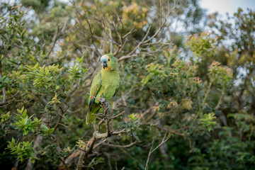 Papagaio verdadeiro solto na natureza