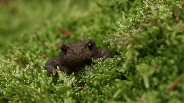 A hunting cute Common Toad (Bufo Bufo) in moss on the forest floor early morning. It has a small insect walking all over its head.