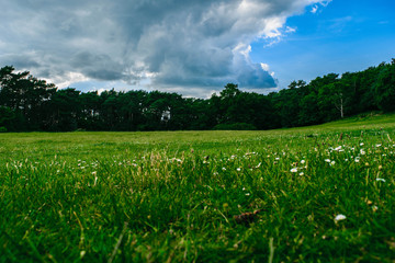 Field to Forest