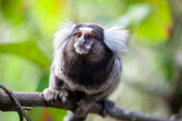 Common marmoset Sagui monkey sitting on a branch looking up showing its haircut and well formed hand in a tropical forest in Rio de Janeiro with an out of focus green background