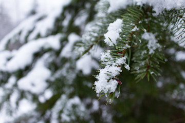 Snowy Tree Branch