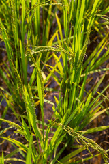 Close up of ripening rice in a field