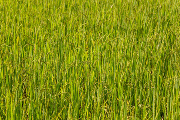 Full frame backgound of rice ripening in a field