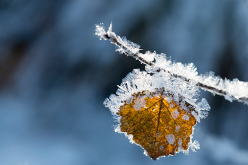  Frozen leaf in Norway. October 2016