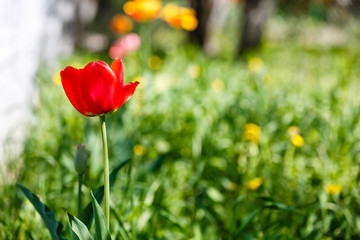 Obraz premium One tulip in the middle of a green field