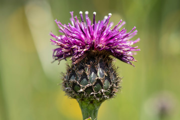 Frühlingsblume und Blüte auf Wiese