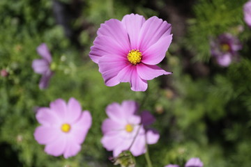 Rosa Cosmea Schmuckkörbchen mit pinken Blüten und Blumen auf Wiese im Sommer