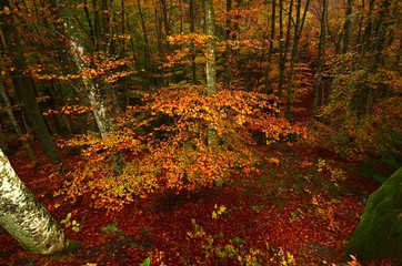the colorful beech forest during the autumn season in the mountains of Tuscany. Italy.