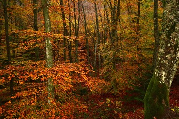 the colorful beech forest during the autumn season in the mountains of Tuscany. Italy.