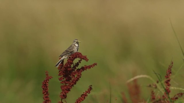 A stunning Meadow Pipit (Anthus pratensis) perching on a Broad-leaved dock plant with a grasshopper in its beak to feed to its babies. It is being blown around by the windy weather.