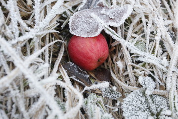 Roter Apfel mit wei&szlig;em Schnee, geforenen Bl&auml;ttern, Frost und Eis auf Wiese im Winter