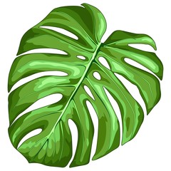 Monstera Leaf Tropical Plant Vector Illustration © BluedarkArt