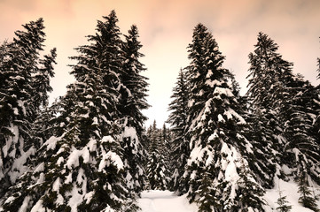 Winter scene in a fir forest after a big snowfall in the italian Dolomites near Canazei, Trentino Alto-Adige. Val di Fassa, Italy.