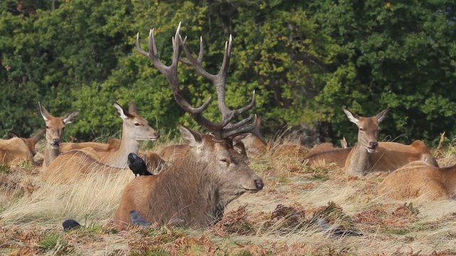 A group of magnificent Red Deer a stag with its hinds (Cervus elaphus) resting in the grass and being cleaned of insect by the jackdaw birds.
