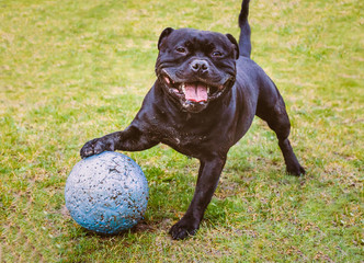 Happy Staffordshire Bull Terrier dog standing with his paw resting on a large ball ball with puncher marks from playing. He is smiling and looks very friendly and full of fun.