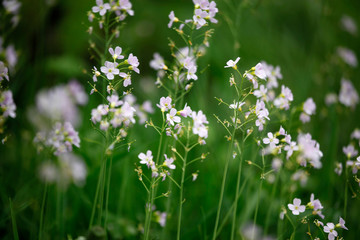 Pflanze Wiesenschaumkraut (Cardamine pratensis) mit Blüte im Frühling als Close up.
