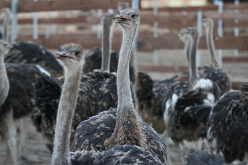 Beautiful bird ostrich details with interesting eyes.