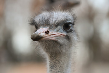 Beautiful bird ostrich details with interesting eyes.