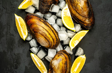 live mussels on a black concrete background with ice and lemon
