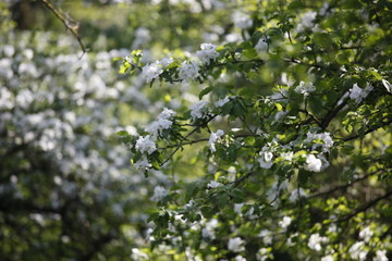 Weiße Apfelblüte im Frühling