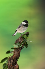 Coal tit (Periparus ater), bird looking for food