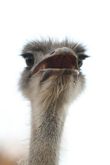 Beautiful view of ostrich bird portrait.