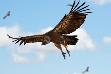 Griffon Vulture (Gyps fulvus) flying, silhouette of bird