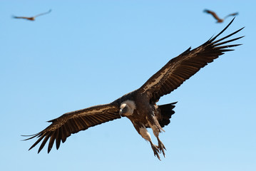 Griffon Vulture (Gyps fulvus) flying, silhouette of bird