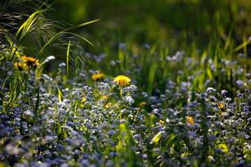 Naturnahe Wiese mit Wildblumen wie Löwenzahn und Vergissmeinnicht (Myosotis) im Frühling. © Oda Hoppe