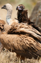 Griffon Vulture, Gyps fulvus, Black Vulture or Cinereous Vulture (Aegypius monachus) carrion birds, spain