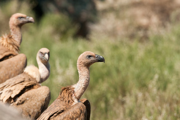 Griffon vulture, Gyps fulvus, large birds of prey sitting on the stone in a mountain