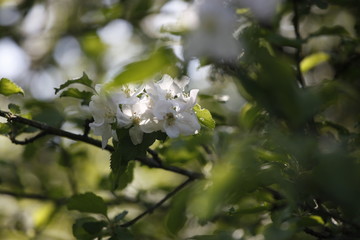 Detailaufnahme von weißen Blüten an einem Obstbaum